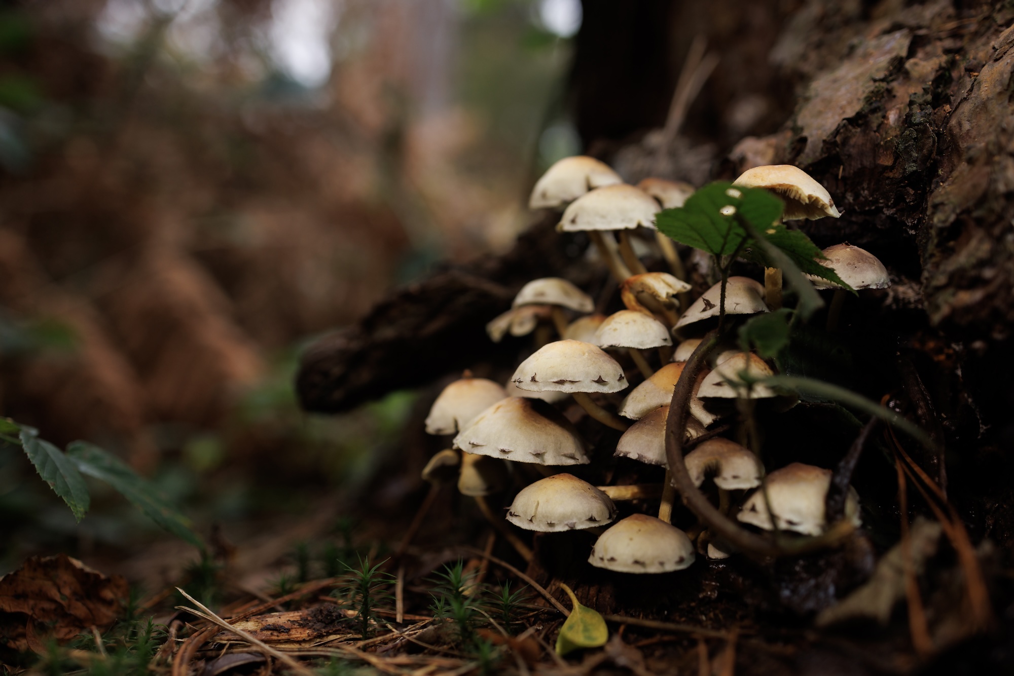 GettyImages-2183552545 Fungi May Have Their Own 'Language' Right Beneath Our Feet