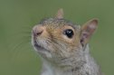 GettyImages-2224166442-That-Viral-Vaping-Squirrel-Video-Is-Cute-but-the-Danger-to-Wildlife-Is-Very-Real