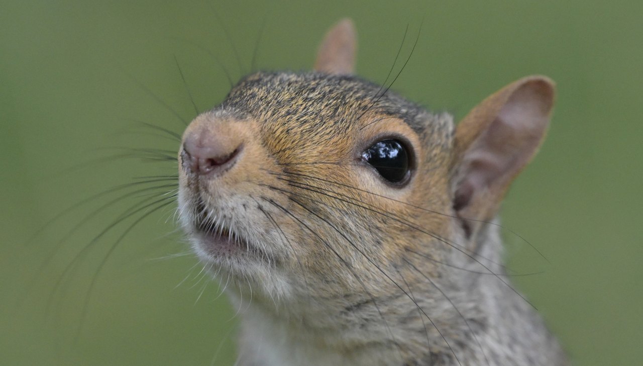 The Grim Reality Behind Viral 'Vaping Squirrels' Video The Grim Reality Behind Viral 'Vaping Squirrels' Video