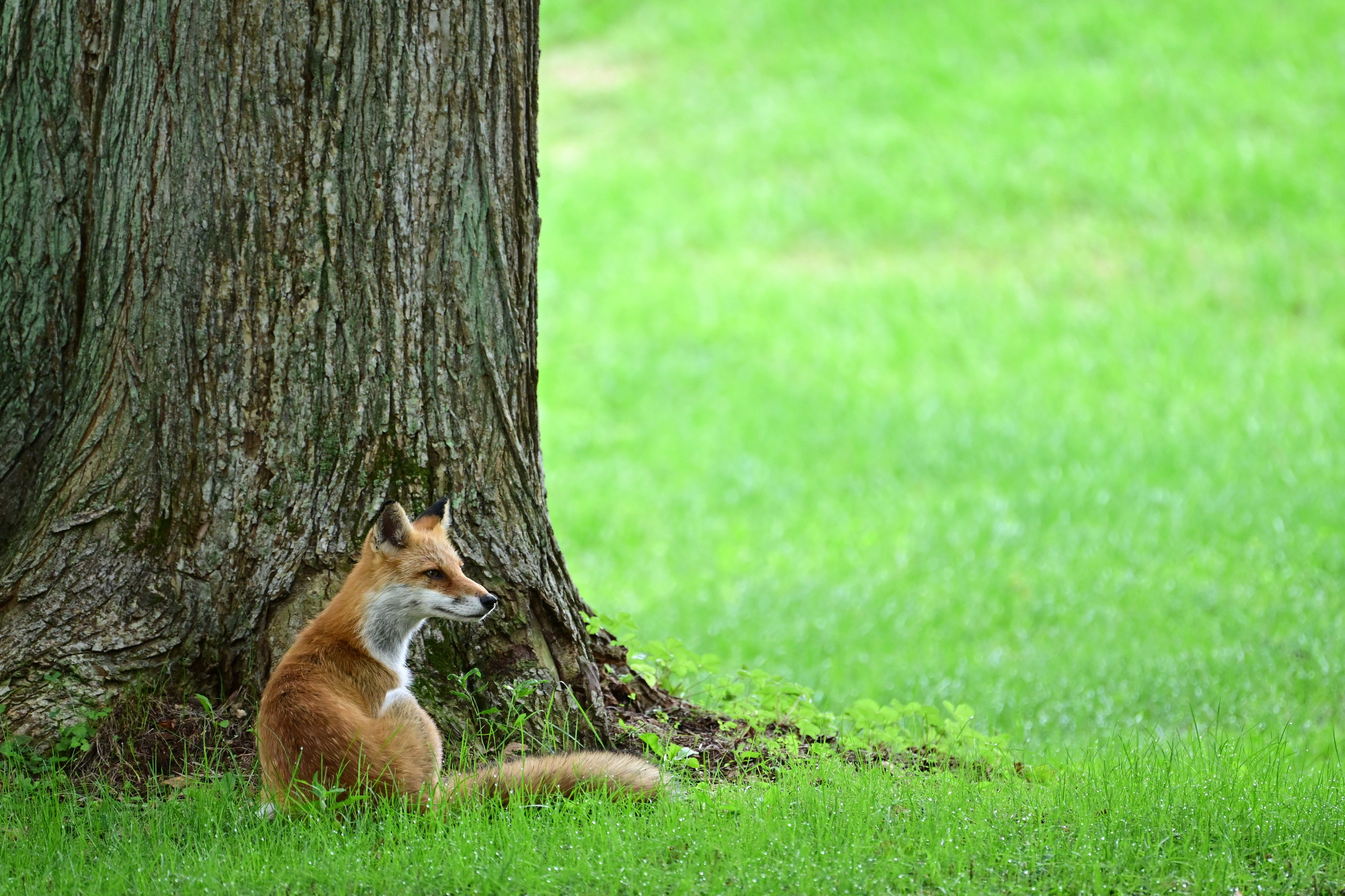 NANAE, JAPAN - AUGUST 29: An Ezo red fox is seen during the second round of NITORI LADIES at Hokkaido Country Club Onuma Course on August 29, 2025 in Nanae, Hokkaido, Japan. (Photo by Atsushi Tomura/Getty Images)