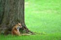 NANAE, JAPAN - AUGUST 29: An Ezo red fox is seen during the second round of NITORI LADIES at Hokkaido Country Club Onuma Course on August 29, 2025 in Nanae, Hokkaido, Japan. (Photo by Atsushi Tomura/Getty Images)