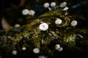 PANAMA-ENVIRONMENT-NATURAL-PARK