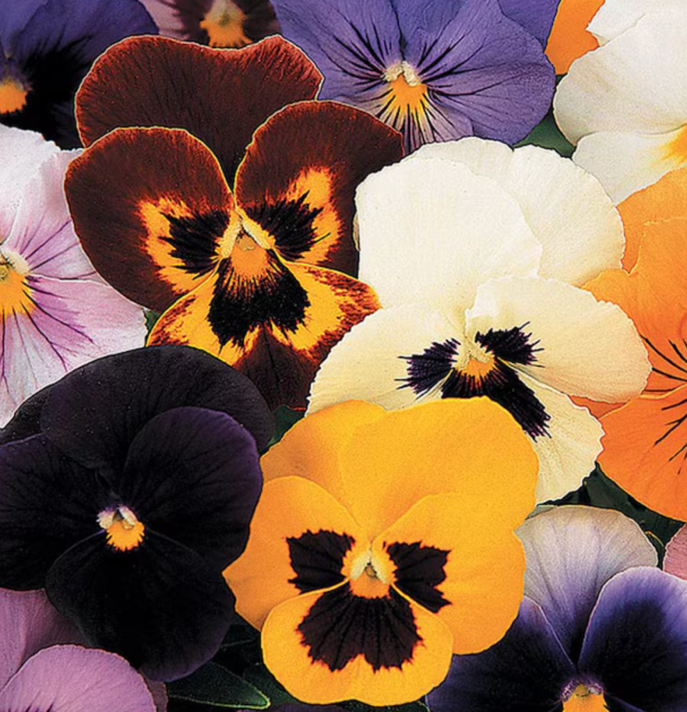 Lowes-Springfest-Deals-Pansies