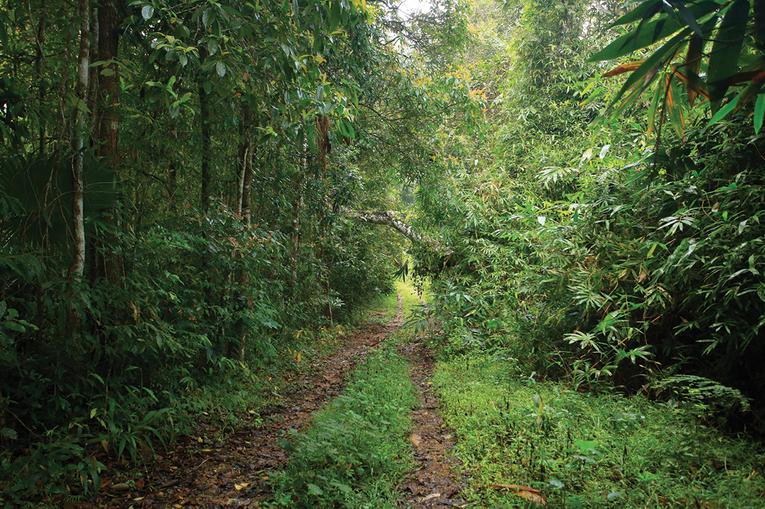 Natural habitat of Scorpiops (Euscorpiops) krachan sp. nov. in Kaeng Krachan National Park, Phetchaburi Province, Thailand.