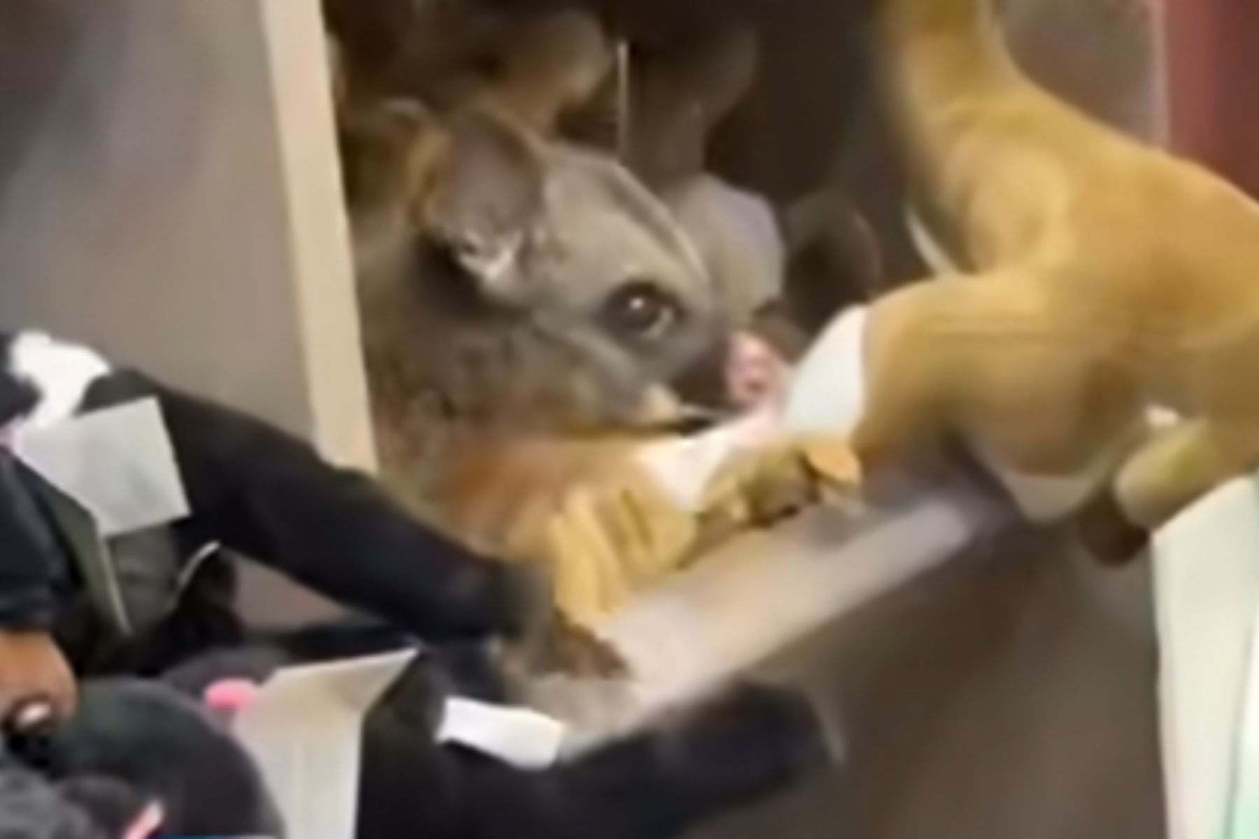 Real Possum Sneaks Into Hobart Airport and Blends In With Plush Toys on a Souvenir Shelf