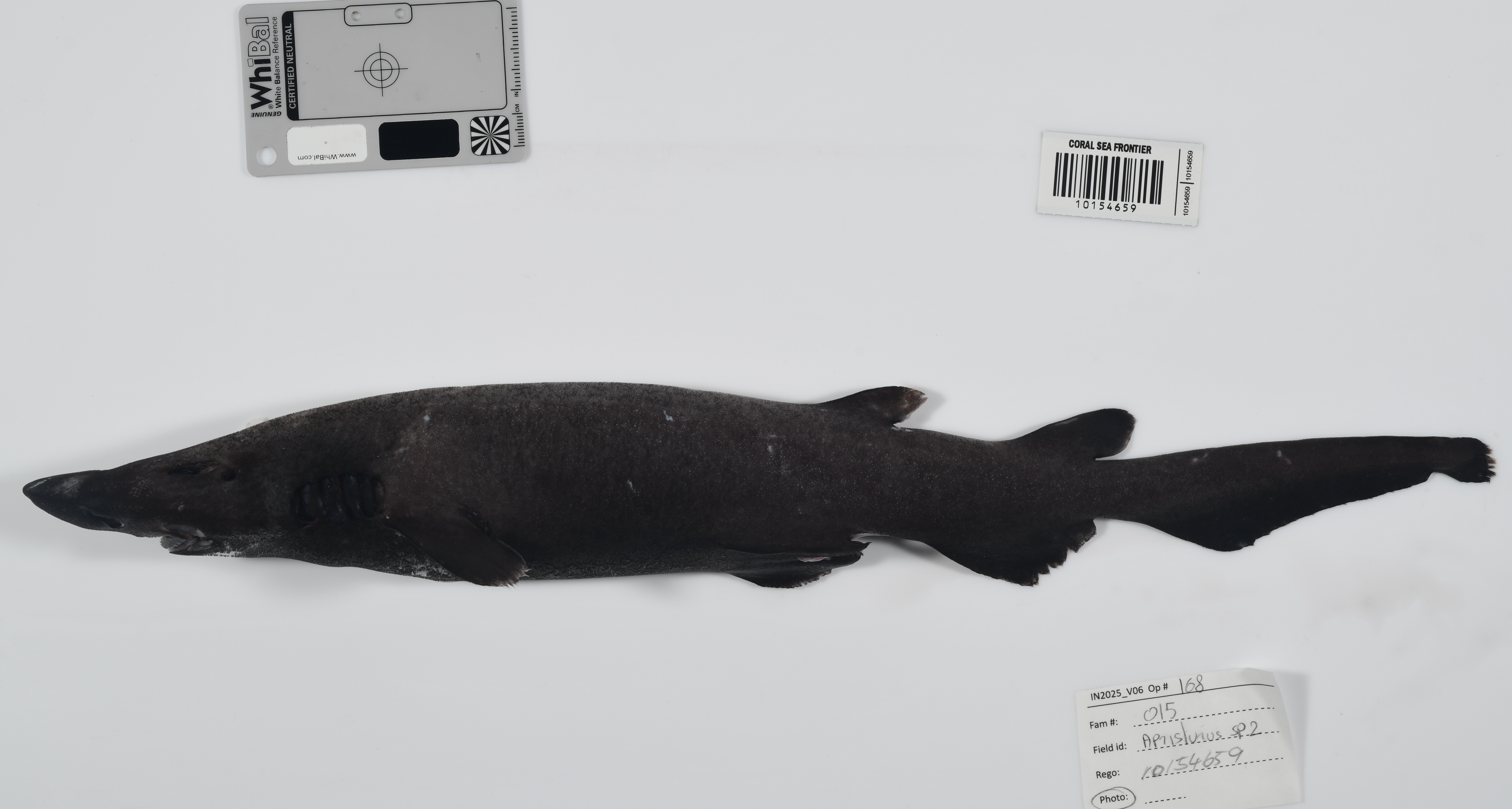 A deepwater catshark (in the genus Apristurus) was identified during the voyage and is new to science.