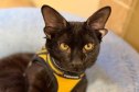 Meet Dobby the Cat: A Four-Eared Rescue Who’s Going Viral for All the Right Reasons
