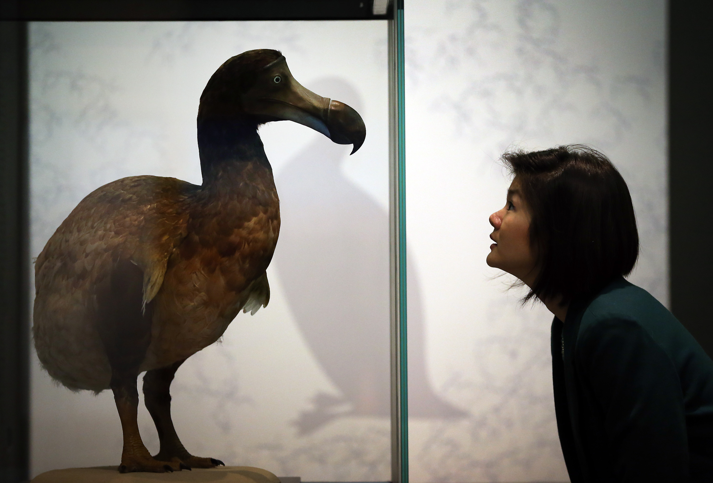 LONDON, ENGLAND - FEBRUARY 05: A museum employee looks at a Dodo in display at the 'Extinction: Not the End of the World?' exhibition at The Natural History Museum on February 5, 2013 in London, England. More than 99 percent of species that once roamed the planet are now extinct. Organisers of the exhibition hope to show that a diverse range of plants and animals survived. 80 Museum specimens are on display from February 8-8, September 2013. (Photo by Peter Macdiarmid/Getty Images)