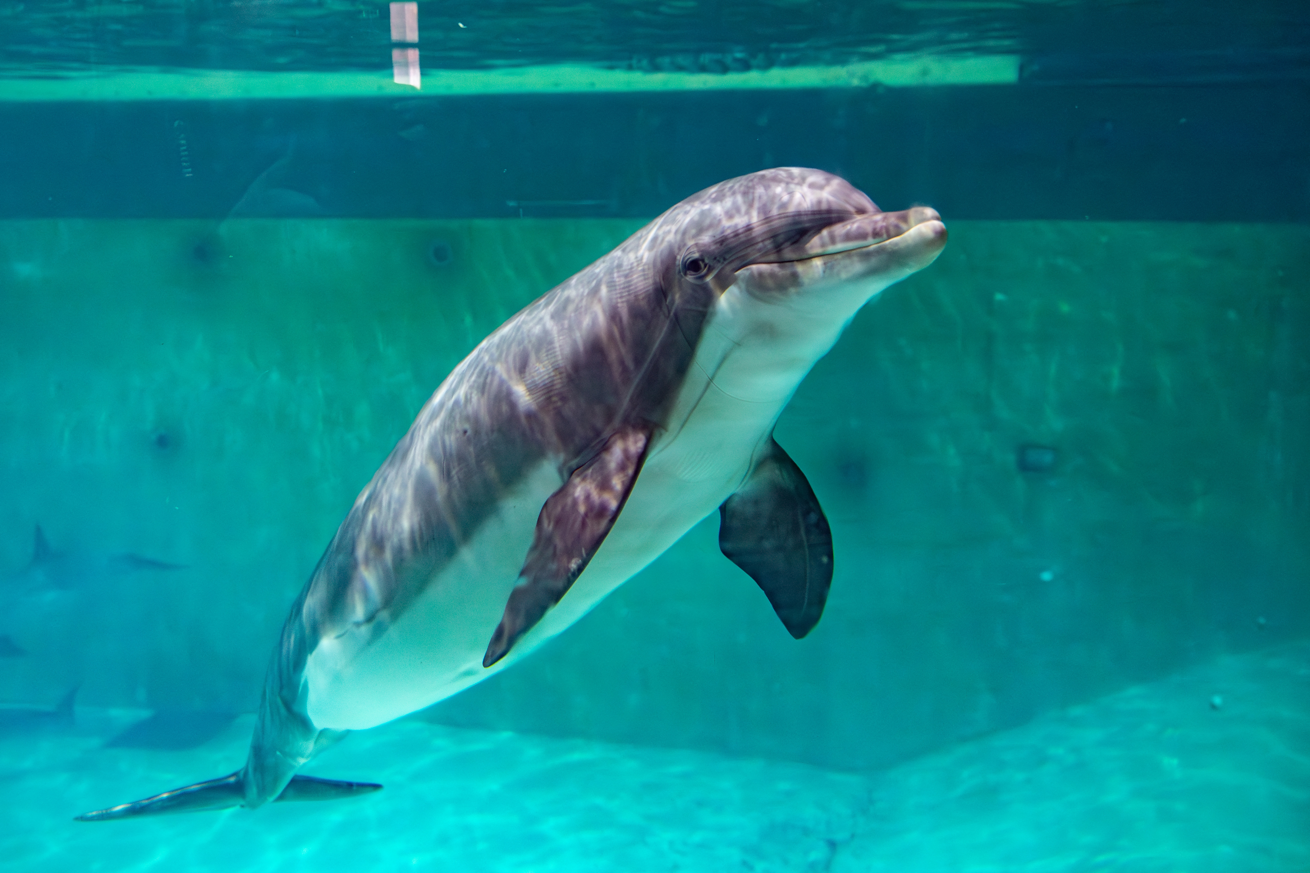 This photograph shows a bottlenose dolphin at the Boudewijn Seapark in Brugge, on November 18, 2024. The dolphinarium will close at the latest in 2037 as an agreement was found by Flemish government that took measures to protect animals, including dolphins. (Photo by KURT DESPLENTER / Belga / AFP) / Belgium OUT (Photo by KURT DESPLENTER/Belga/AFP via Getty Images)