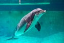 This photograph shows a bottlenose dolphin at the Boudewijn Seapark in Brugge, on November 18, 2024. The dolphinarium will close at the latest in 2037 as an agreement was found by Flemish government that took measures to protect animals, including dolphins. (Photo by KURT DESPLENTER / Belga / AFP) / Belgium OUT (Photo by KURT DESPLENTER/Belga/AFP via Getty Images)