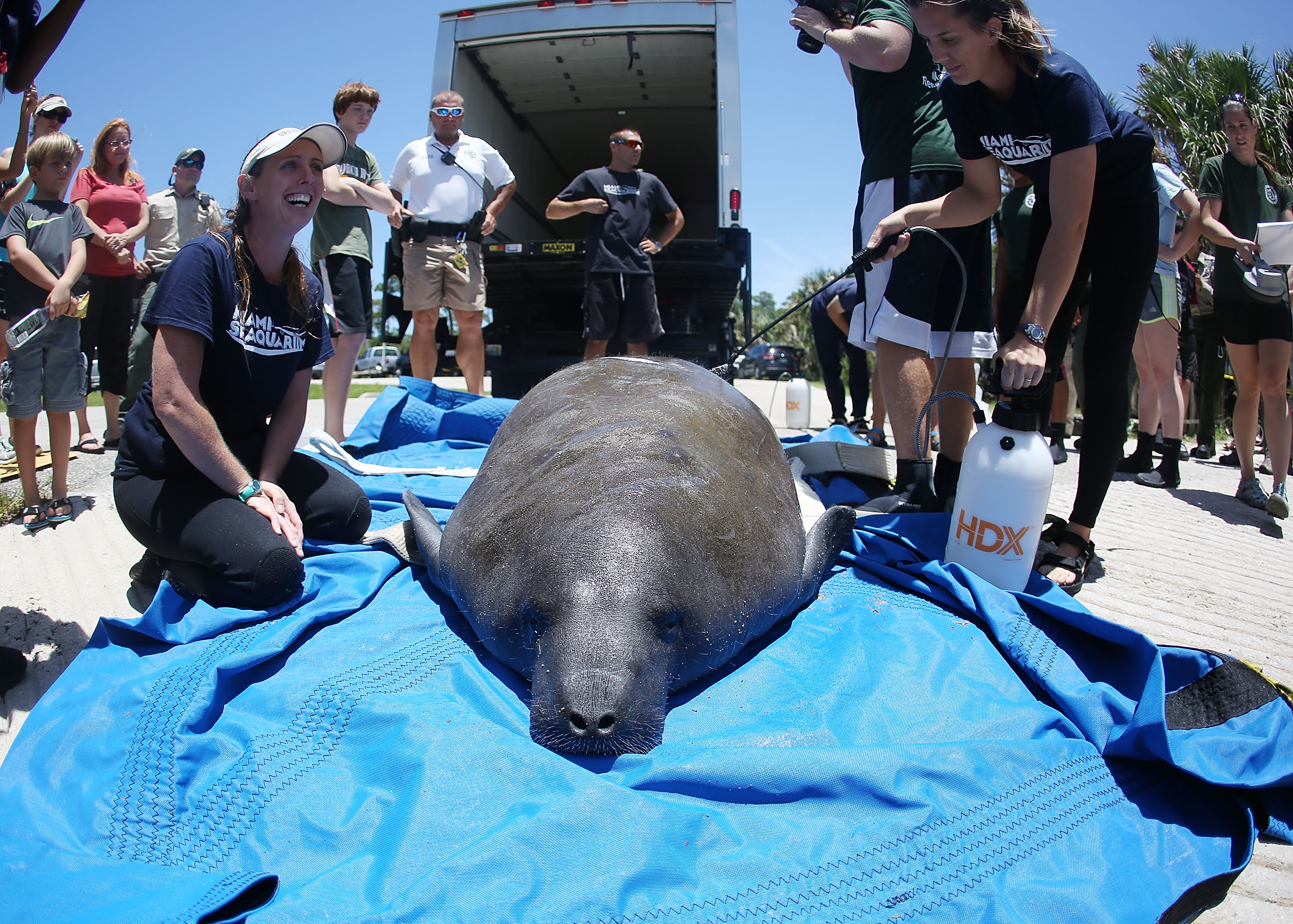 541957698 A 410-Pound Manatee Got Stuck in a Florida Storm Drain. It Took a Village to Save Him.