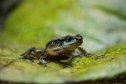TOPSHOT - View of a specimen of the Mucuchies frog (Aromobates zippeli), an endangered species, in Merida, Merida state, Venezuela, on April 11, 2022. - The Mucuchies frog, a small amphibian that only inhabits a reduced area of the Venezuelan Andes, has found a hope in a reproduction project which has practically revived this little known species on the verge of extinction. (Photo by Miguel ZAMBRANO / AFP) (Photo by MIGUEL ZAMBRANO/AFP via Getty Images)
