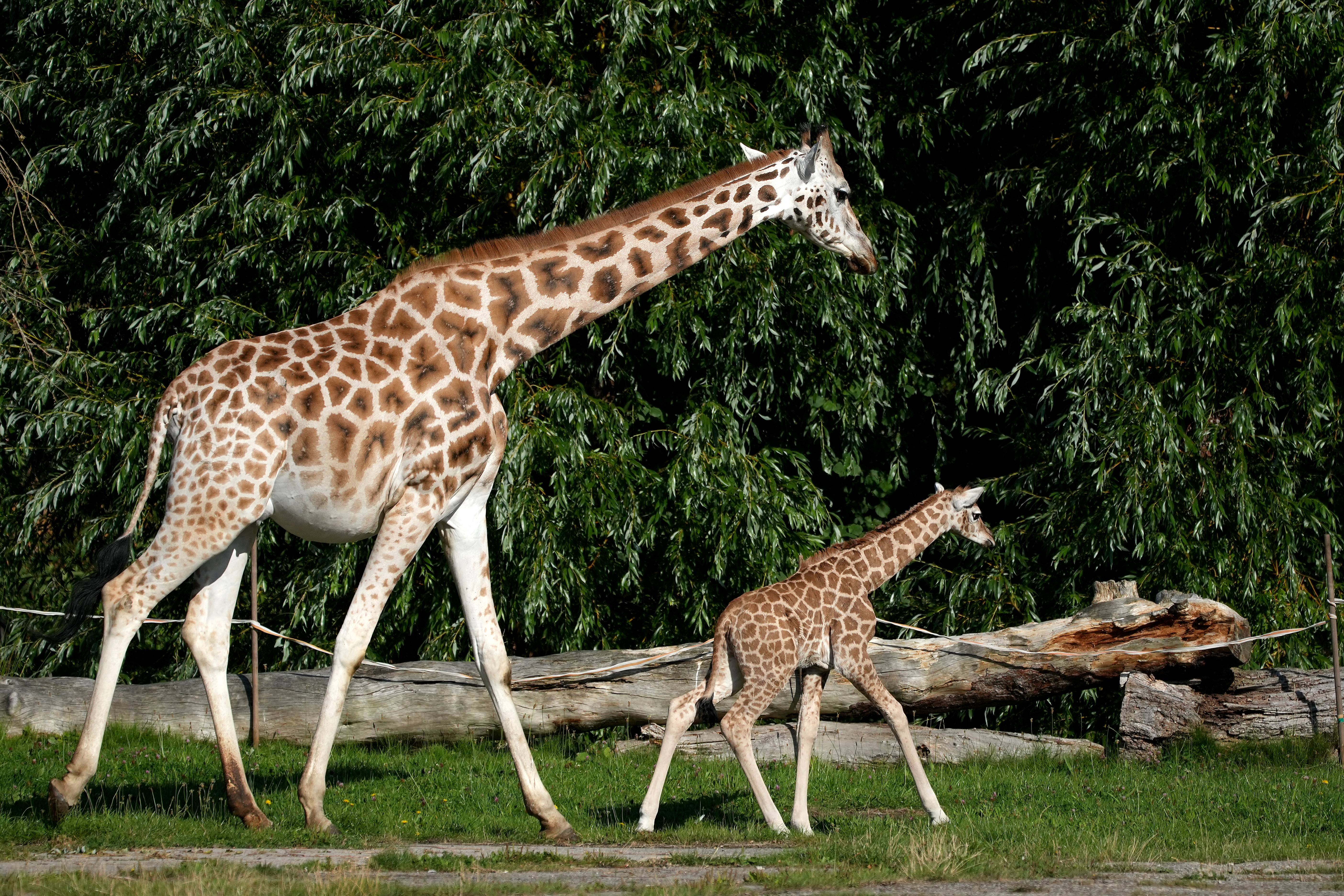 CHESTER, ENGLAND - AUGUST 11: Stanley, a five day old Rothschild giraffe, takes his first steps outside the giraffe house with his mum Orla at Chester Zoo on August 11, 2022 in Chester, England. Stanley's mum Orla delivered him onto soft straw after a 15-month pregnancy and three hour long labour last saturday. Keepers named 6ft Stanley after Mount Stanley, the tallest mountain in Uganda, Africa, where the zoo’s conservationists are fighting to boost giraffe numbers. Rothschild’s giraffes are one of the Africa’s most at risk mammals with less than 2,500 now remaining in the wild. (Photo by Christopher Furlong/Getty Images)