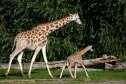 CHESTER, ENGLAND - AUGUST 11: Stanley, a five day old Rothschild giraffe, takes his first steps outside the giraffe house with his mum Orla at Chester Zoo on August 11, 2022 in Chester, England. Stanley's mum Orla delivered him onto soft straw after a 15-month pregnancy and three hour long labour last saturday. Keepers named 6ft Stanley after Mount Stanley, the tallest mountain in Uganda, Africa, where the zoo’s conservationists are fighting to boost giraffe numbers. Rothschild’s giraffes are one of the Africa’s most at risk mammals with less than 2,500 now remaining in the wild. (Photo by Christopher Furlong/Getty Images)