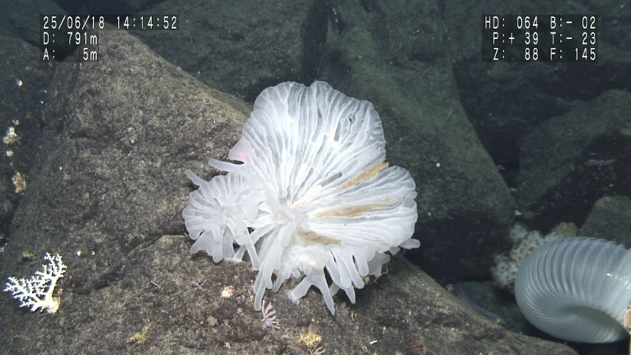 Scientists Just Found New Worm Species Living Rent-Free in a Deep-Sea 'Glass Castle'