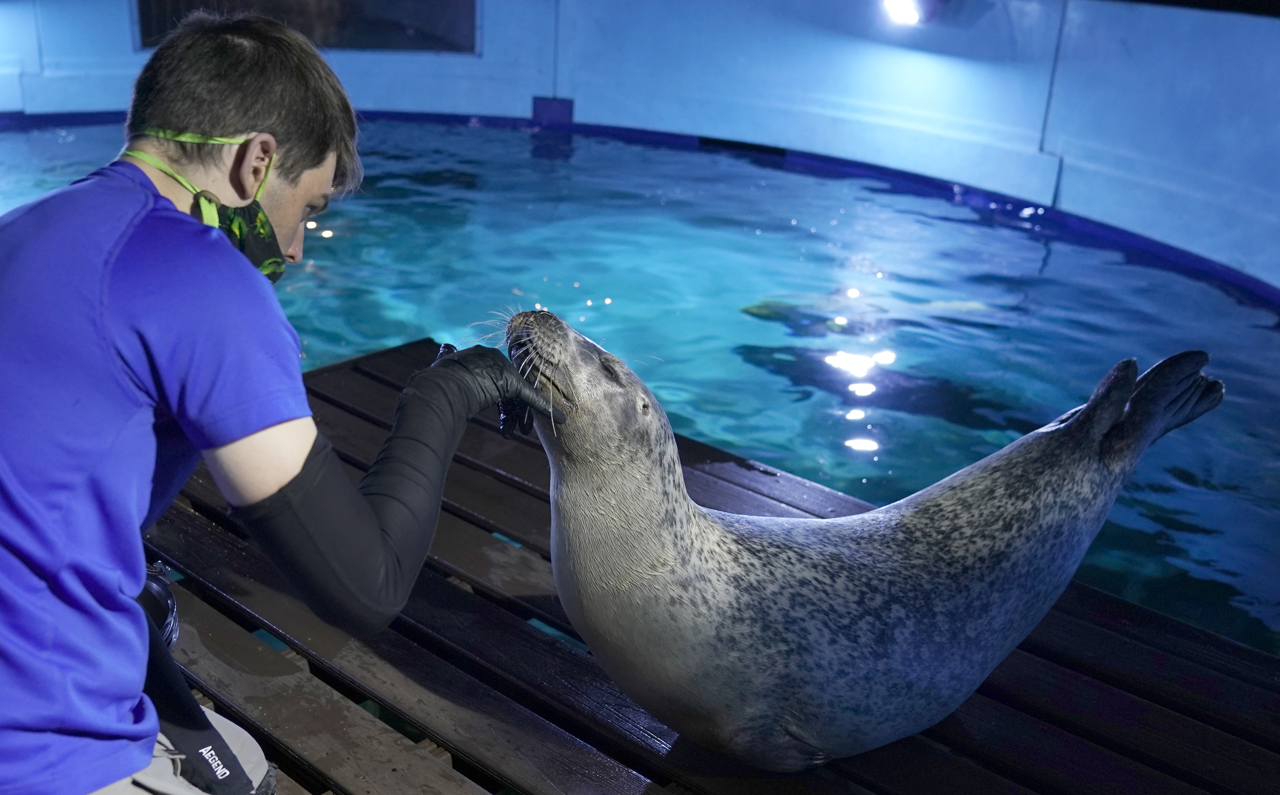 1220667363 This 33-Year-Old Seal's Adorable Bond With His Rubber Duck Is Breaking the Internet