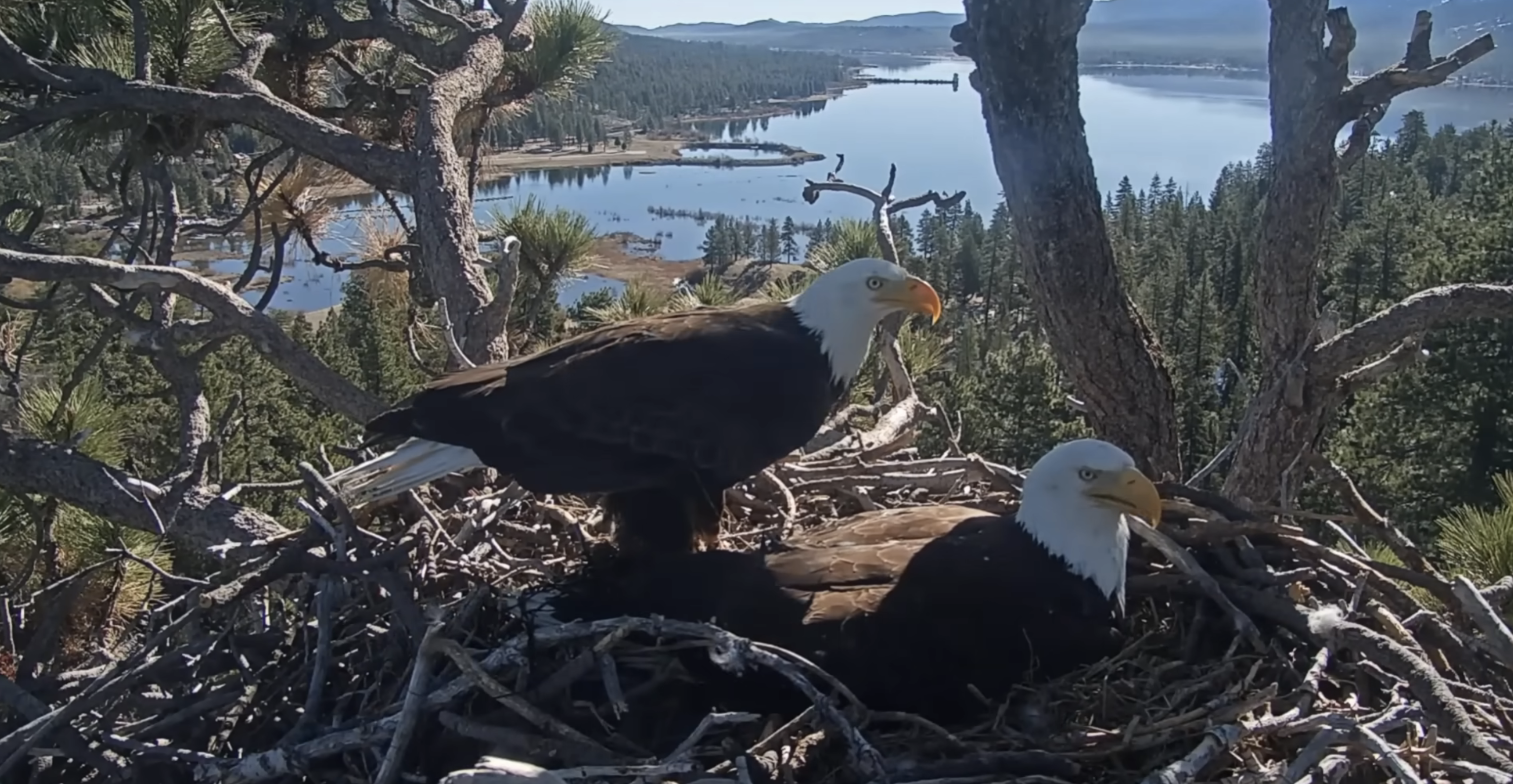 Jackie and Shadow, a pair of bald eagles in Big Bear, have captivated millions through a viral nest cam.