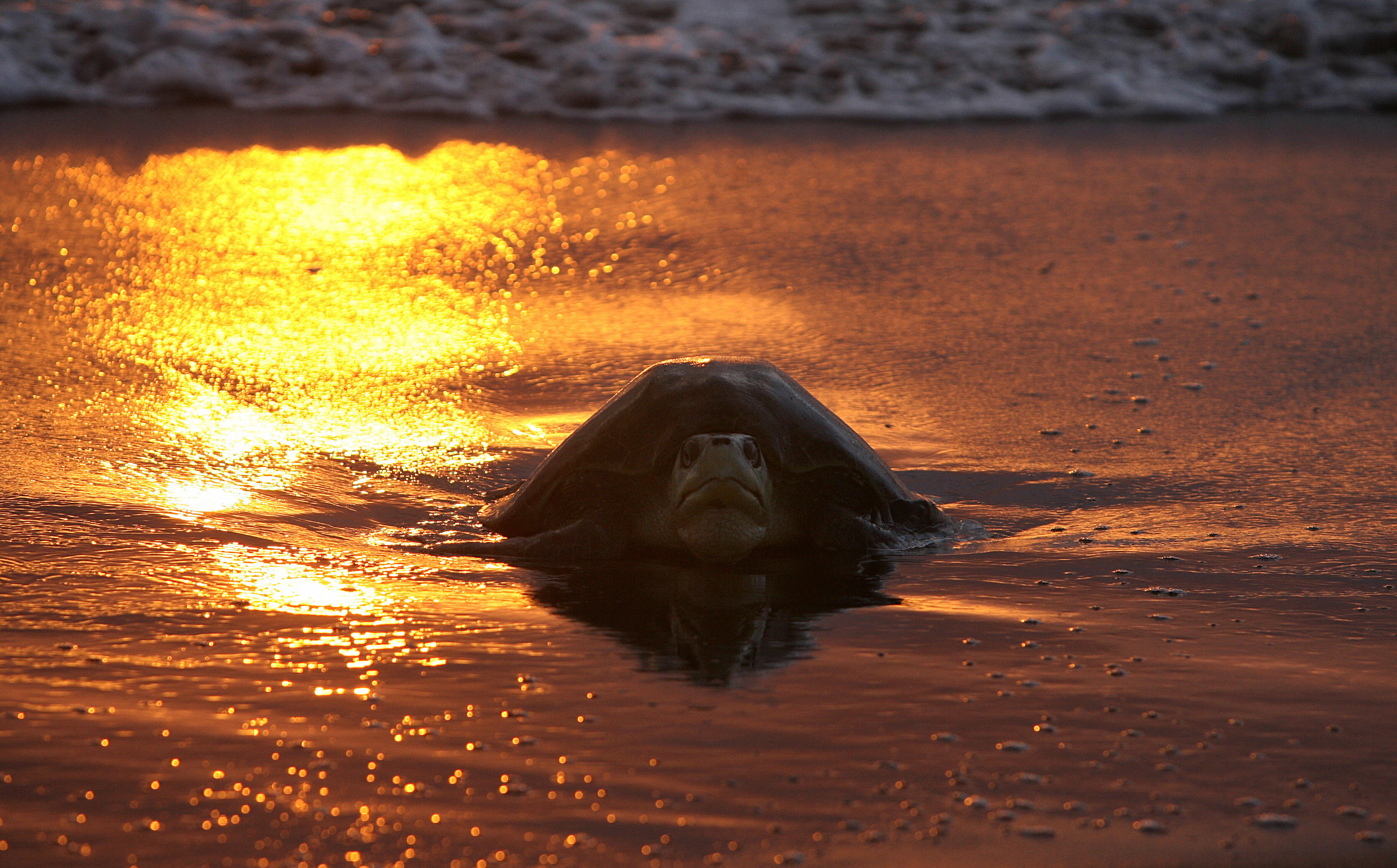 78514391 This Critically Endangered Sea Turtle's Fight for Survival Is Absolutely Gut-Wrenching