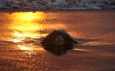 78514391 This Critically Endangered Sea Turtle's Fight for Survival Is Absolutely Gut-Wrenching
