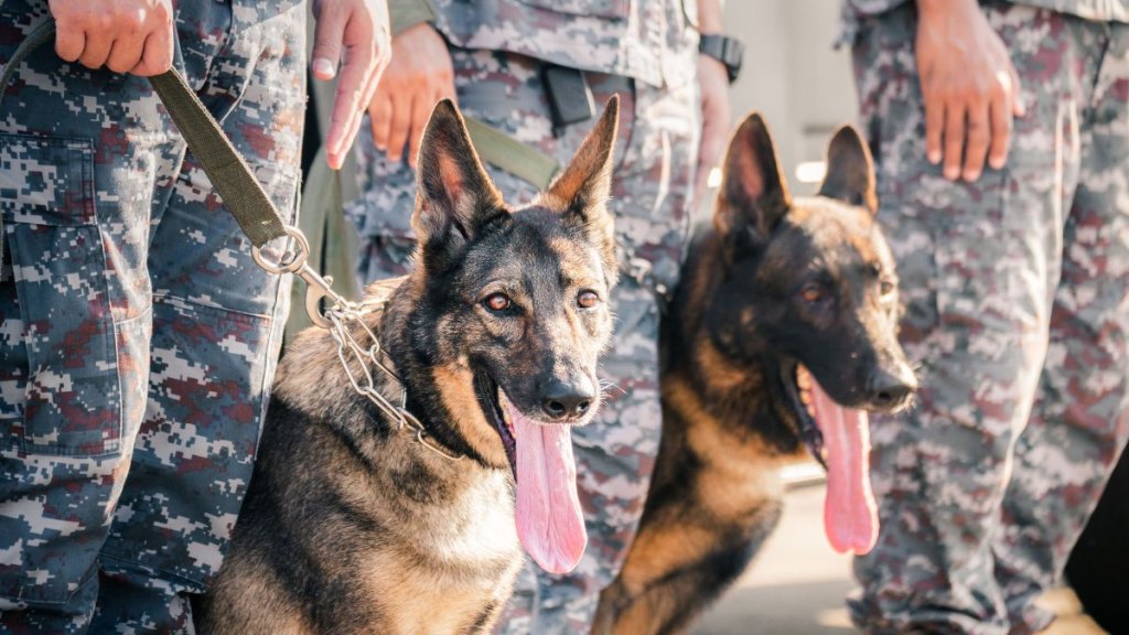 military dog