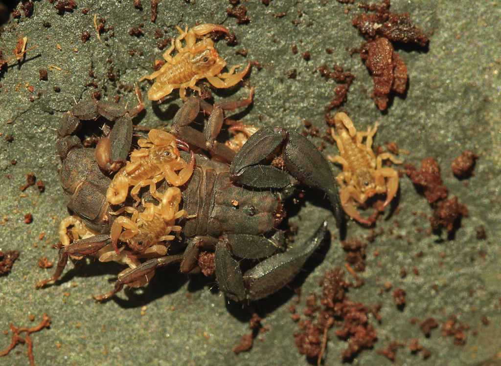 Scorpiops (Euscorpiops) krachan sp. nov., alive with pre-juveniles (instar I).
