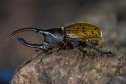 TOPSHOT - An Hercules beetle (Dynastes hercules) walks on a wood at Tierra Viva farm in Tunja, Boyaca Department, on July 18, 2024. Beetle larvae feed on the organic waste of thousands of inhabitants of Boyaca, contributing to solid waste management, a worldwide problem close to collapse in this Colombian department. After that, their faeces are sold as natural fertiliser to farmers in the region with the intention of getting them to abandon chemical fertilizers. (Photo by Luis ACOSTA / AFP) (Photo by LUIS ACOSTA/AFP via Getty Images)