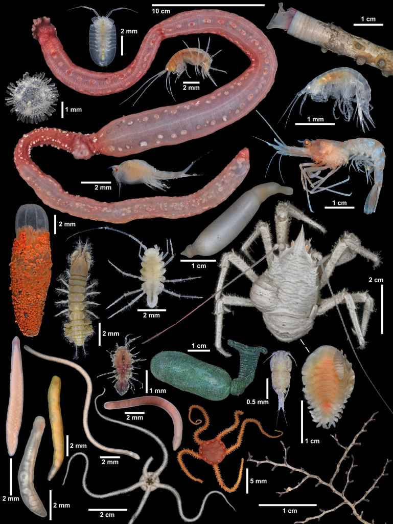 Scientists Just Found New Worm Species Living Rent-Free in a Deep-Sea 'Glass Castle'