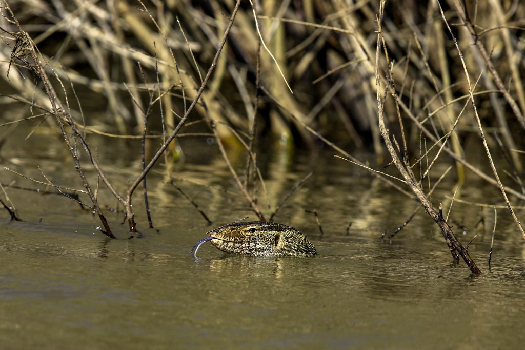 1244414831 This Invasive Species Can Be 7-Feet Long and Are Described as ‘Modern Day Velociraptors’