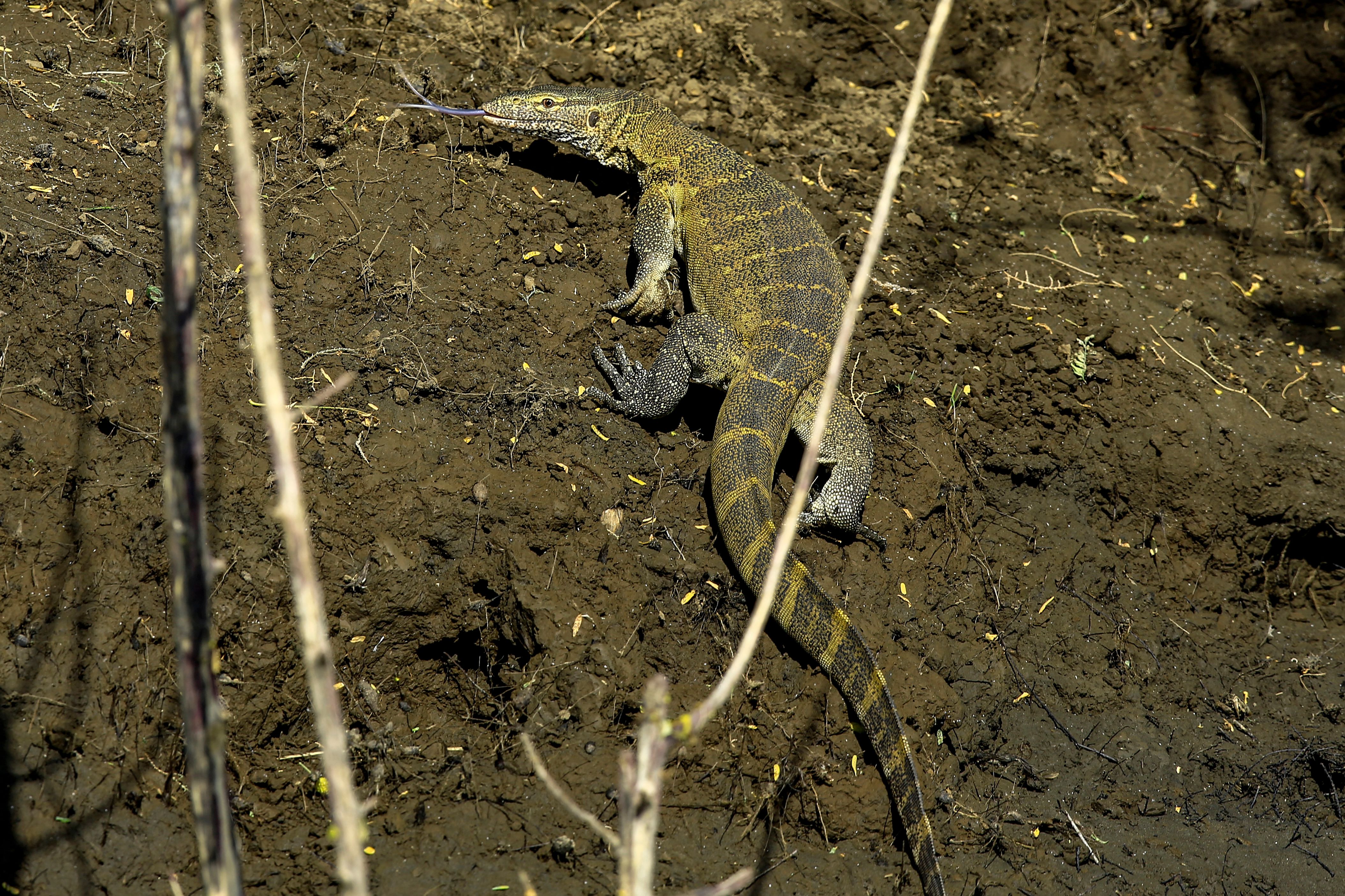 1244415483 This Invasive Species Can Be 7-Feet Long and Are Described as ‘Modern Day Velociraptors’