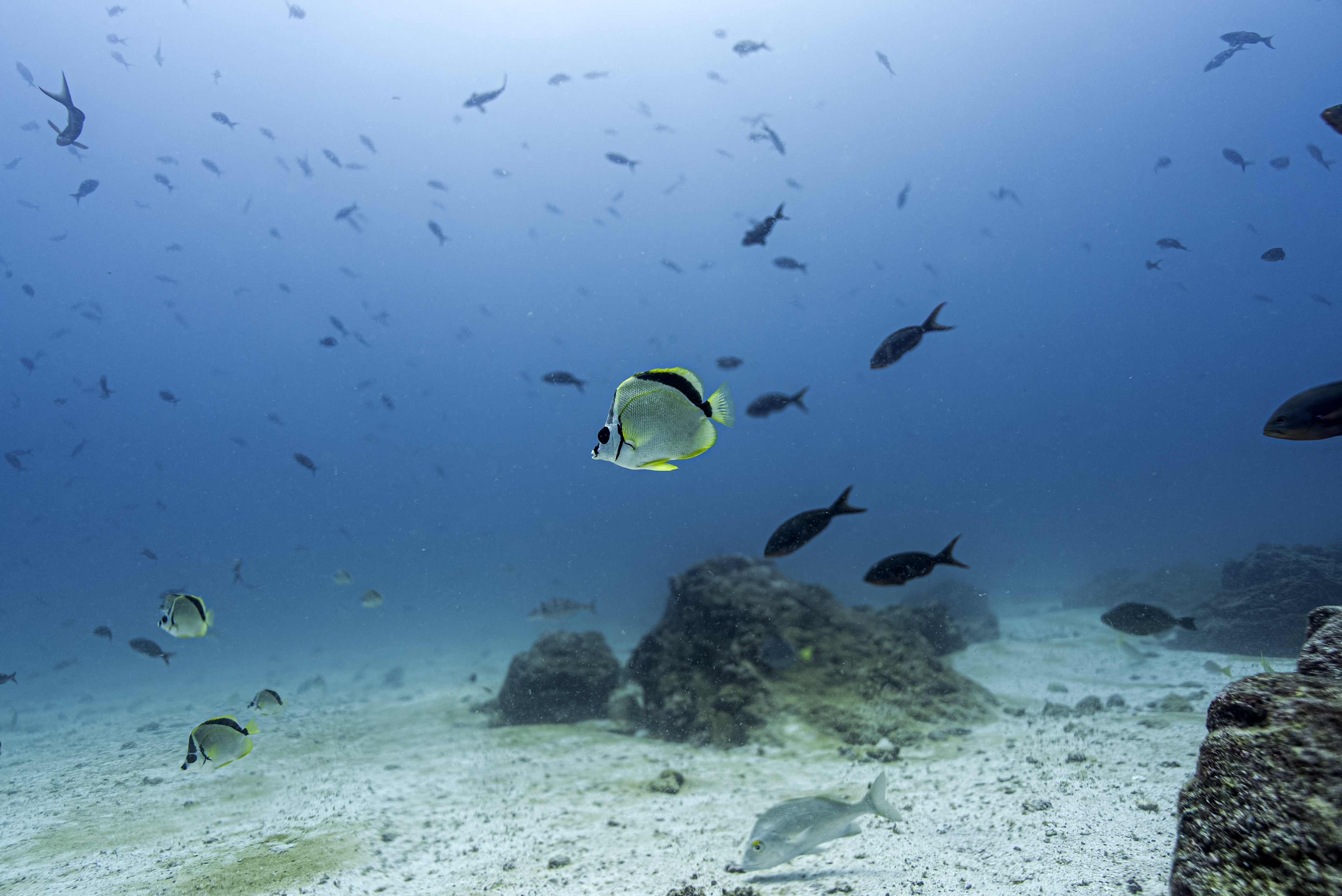Underwater image of fish at the North Seymour Island dive site in the Galapagos archipelago, Ecuador, taken on March 8, 2024. Greenpeace on March 11, 2024, called for the creation of a high seas marine protected zone under a new UN treaty to secure a much wider area around Ecuador's famous Galapagos archipelago. (Photo by Ernesto BENAVIDES / AFP) (Photo by ERNESTO BENAVIDES/AFP via Getty Images)
