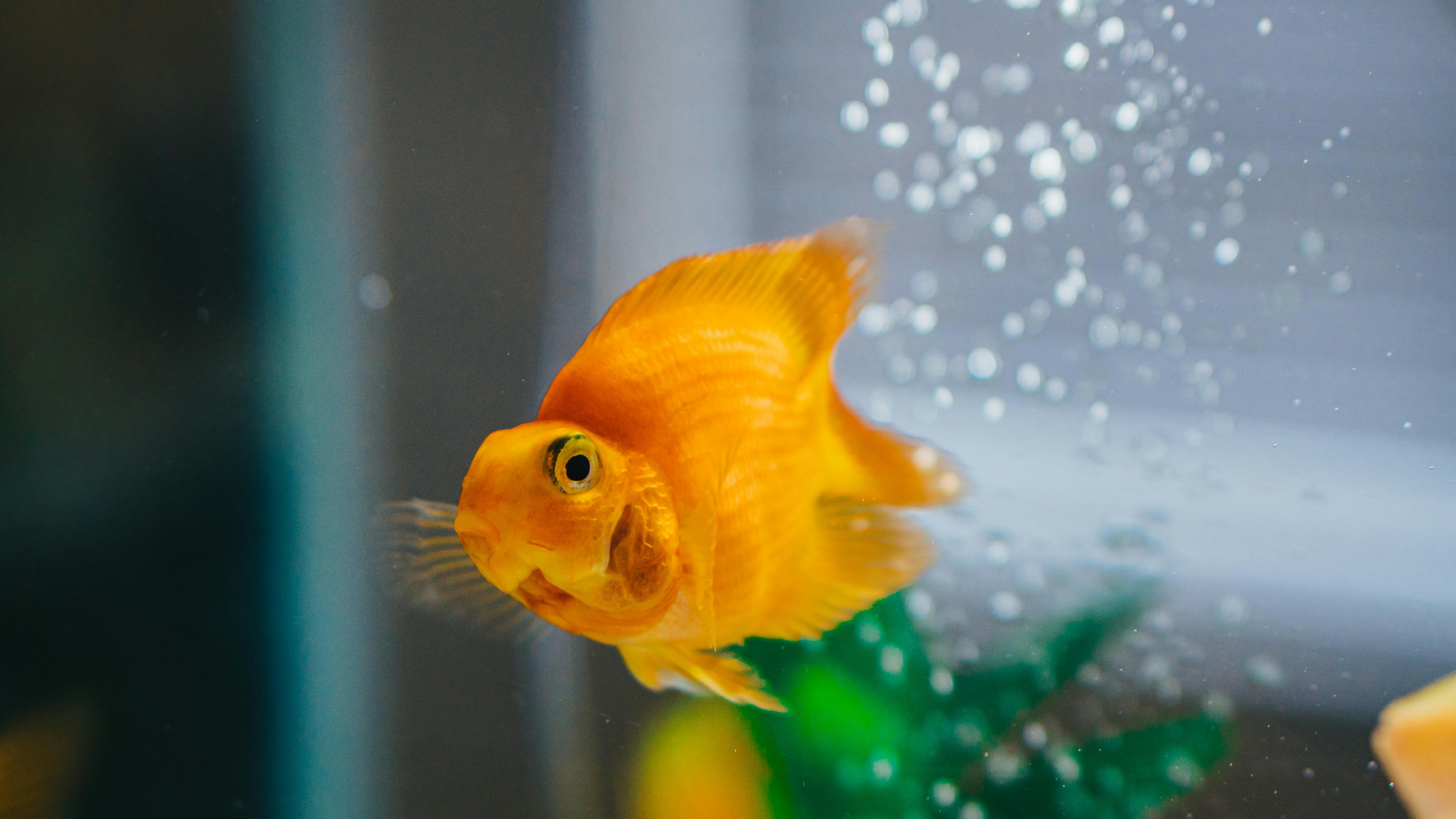 Blub the Goldfish Drives Its Way Into Guinness World Record Book With Motion-Sensing Car