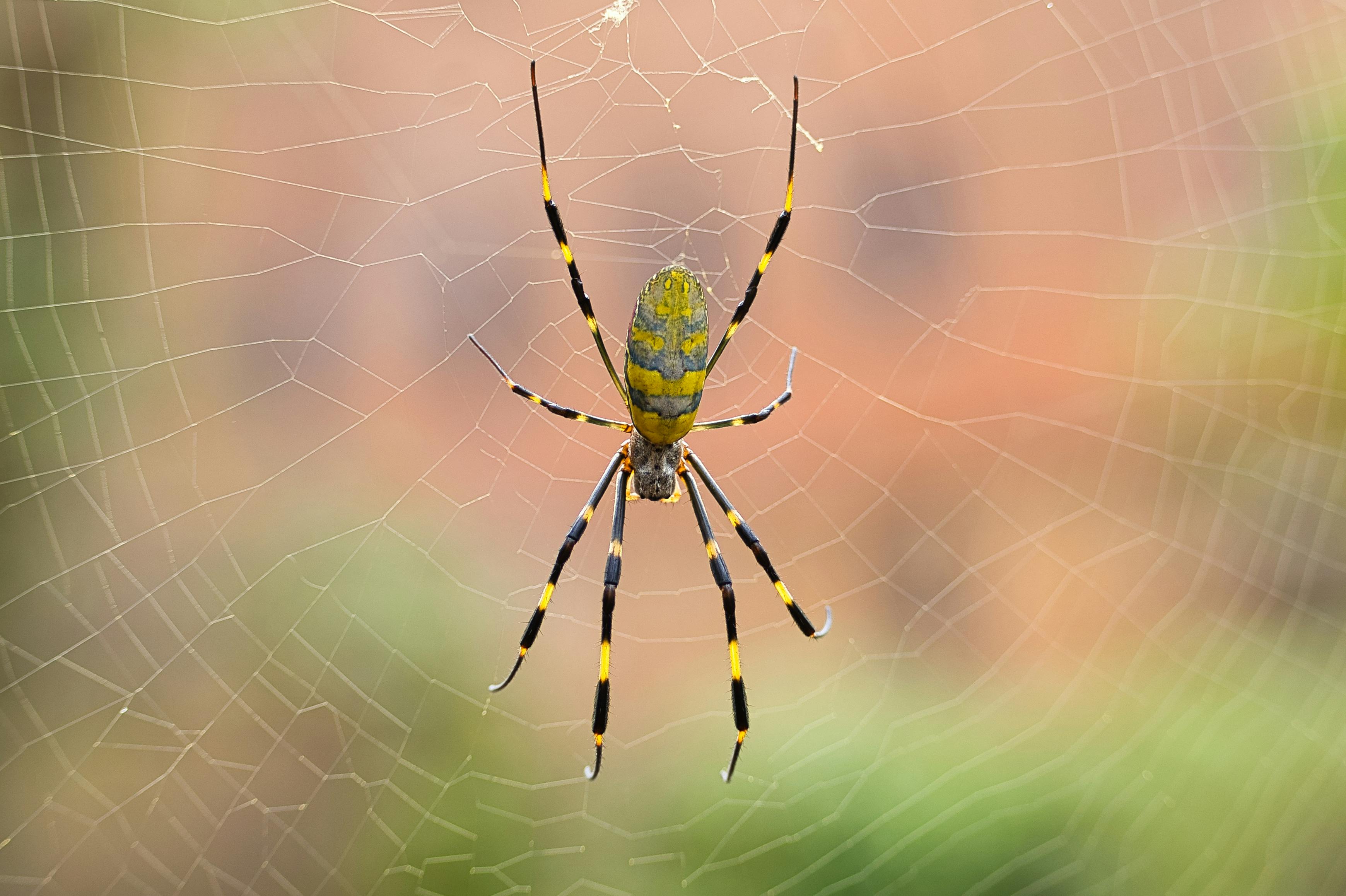 This Massive, Yellow Spider Is Spreading Across America. Should You Be Worried?