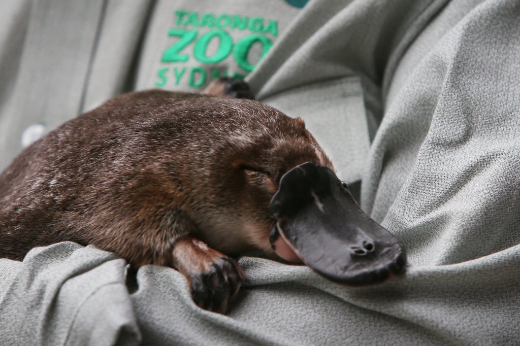 1304992240 The Platypus Was Already a Mysterious Animal. This New Study Just Made It Even Weirder