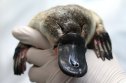 1322608097 The Platypus Was Already a Mysterious Animal. This New Study Just Made It Even Weirder