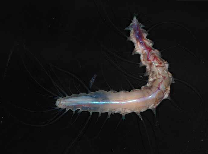 Scientists Just Found New Worm Species Living Rent-Free in a Deep-Sea 'Glass Castle'