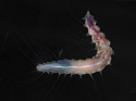 Scientists Just Found New Worm Species Living Rent-Free in a Deep-Sea 'Glass Castle'