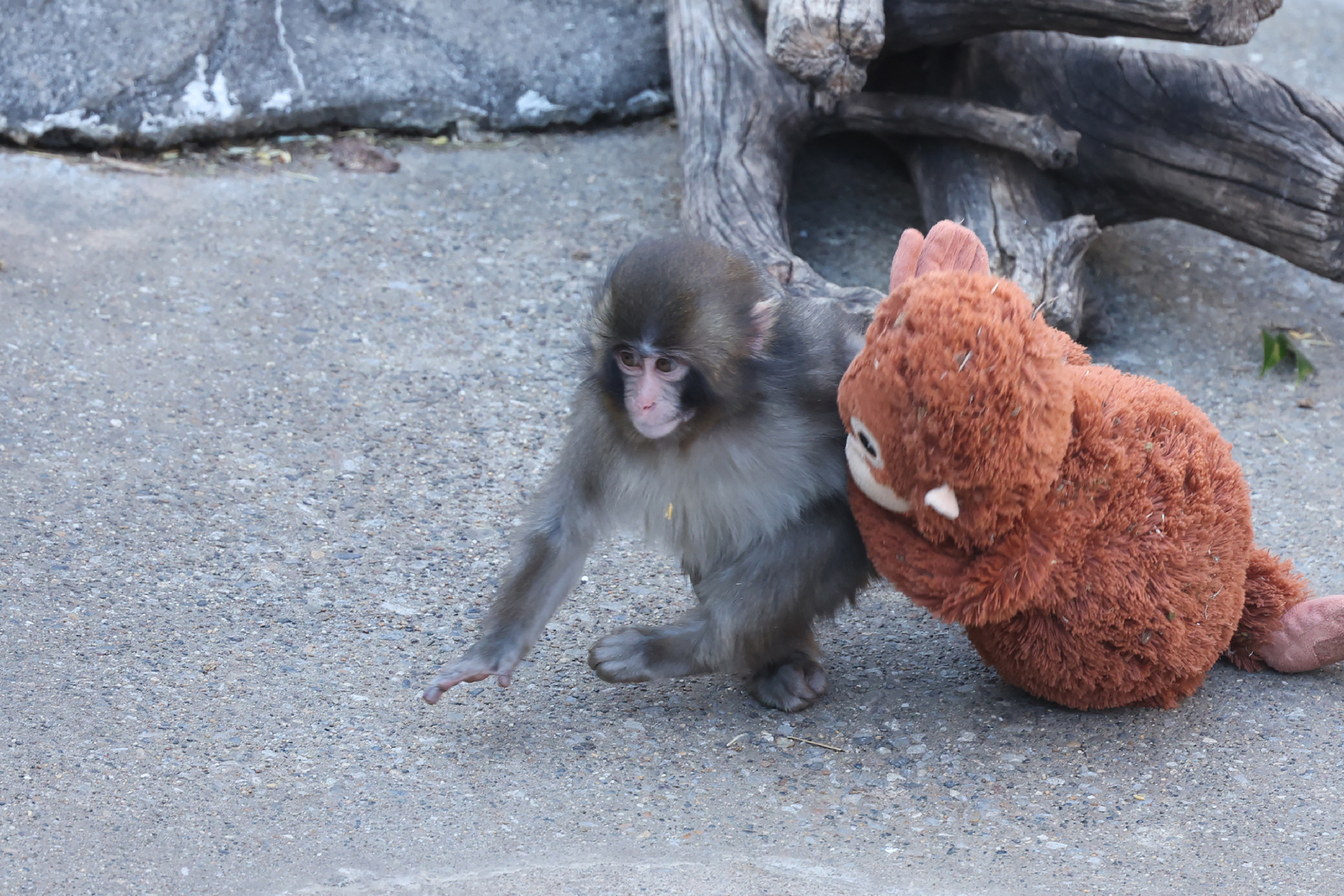 2262074319 Punch the Monkey Found Love and His New Girlfriend Is the Same Color as His Stuffed Toy