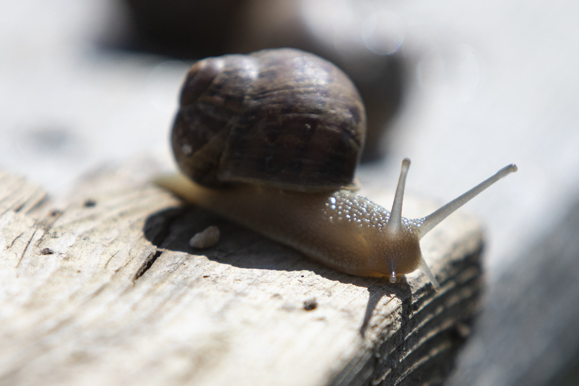 A snail is pictured at the "Wiener Schnecken" snail farm owned by breeder Andreas Gugumuck in Vienna on June 18, 2022. (Photo by Alex HALADA / AFP) / TO GO WITH AFP STORY by Anne BEADE (Photo by ALEX HALADA/AFP via Getty Images)