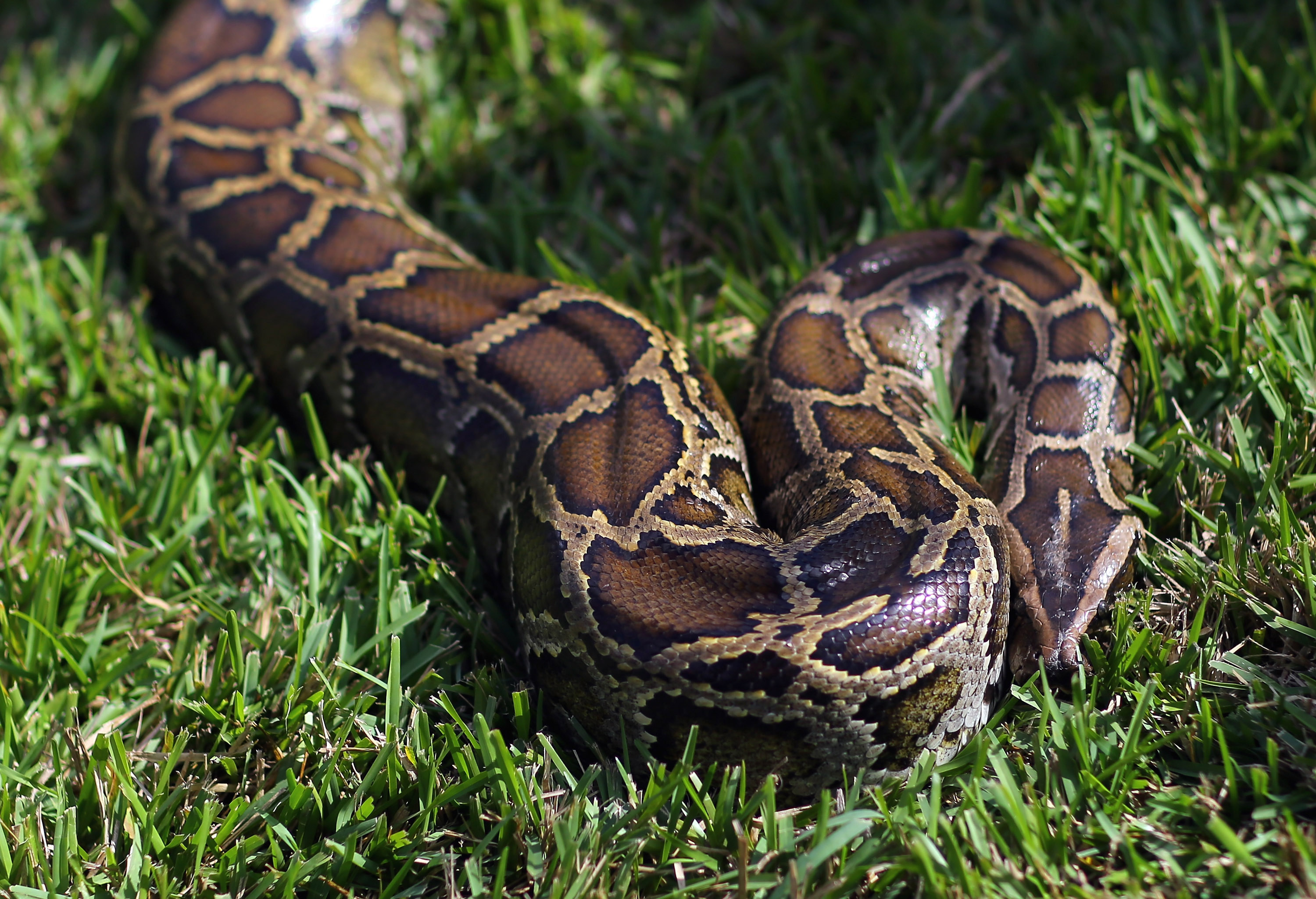 DAVIE, FL - JANUARY 12: A Burmese python is seen on display at the registration event and press conference for the start of the 2013 Python Challenge on January 12, 2013 in Davie, Florida.The Florida Fish and Wildlife Conservation Commission and its partners launched the month long 2013 Python Challenge to harvest Burmese pythons in the Florida Everglades, a species that is not native to Florida.The contest features prizes of $1,000 for catching the longest snake and $1,500 for catching the most. (Photo by Joe Raedle/Getty Images)