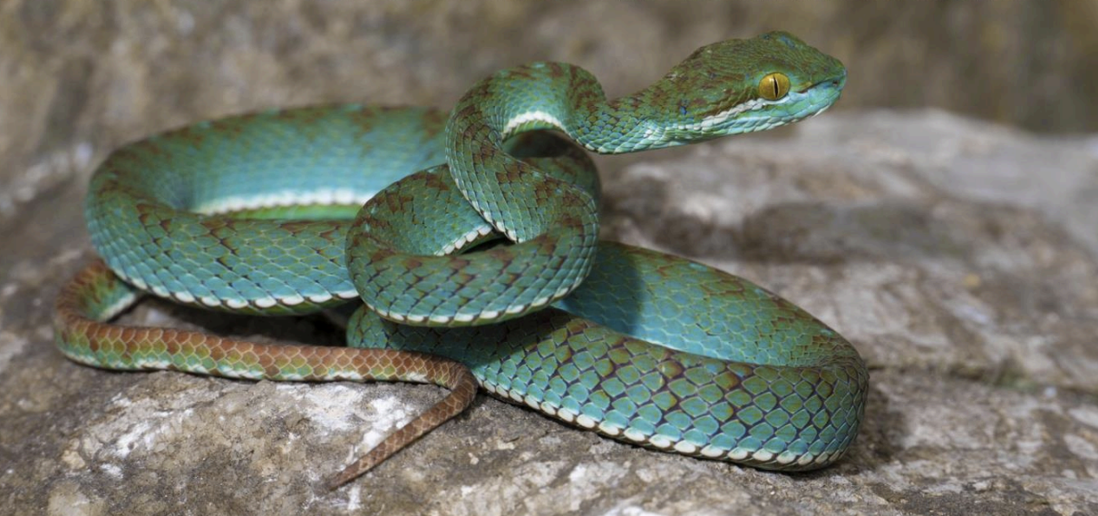 A new species of pit viper.