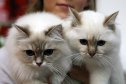 95342443 Woman Took Out $25k Loan to Clone Her Dead Cat. Here’s Her Advice for Other Pet Owners