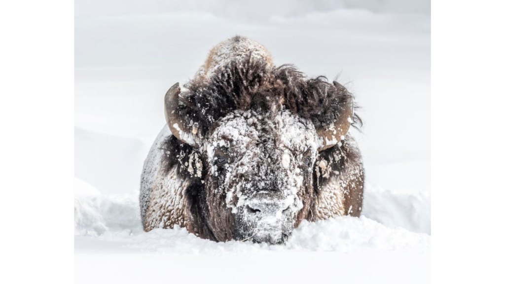 yellowstone bison