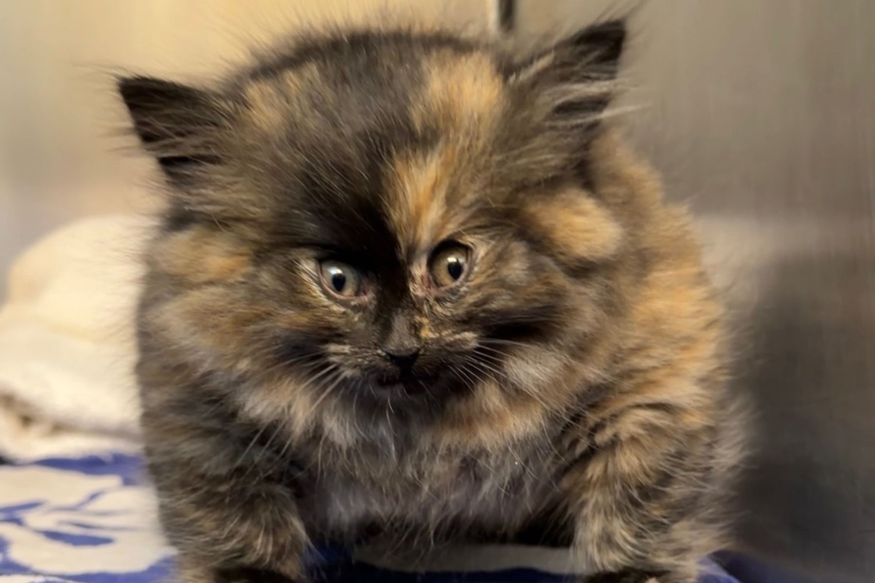 This Tiny Kitten Was Inflated Like a Pufferfish — the Internet Is Calling Her Puff Kitty