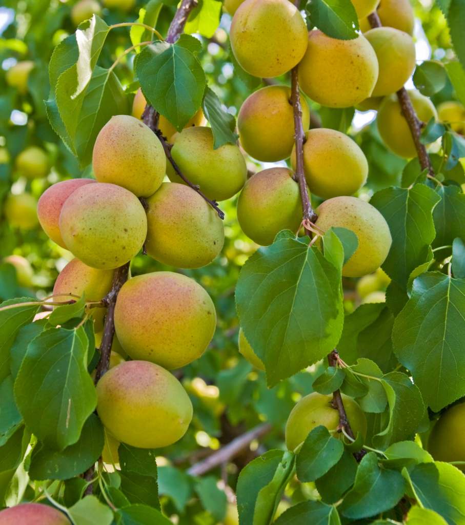 Apricots