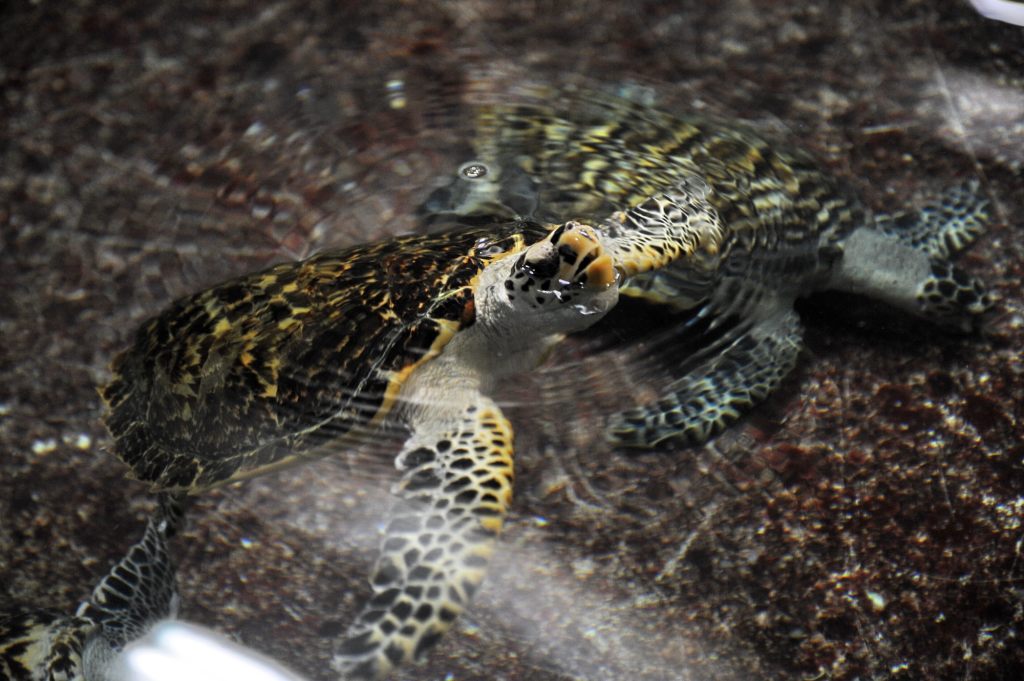 GettyImages-100104555 Meet This Critically Endangered Hawksbill Turtle Who Swam Home