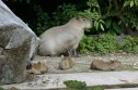 trois capybaras d'Amérique du sud, nés le 19 juillet 2002, se reposent près de leur mère, le 01 août 2002 au zoo de Thoiry, qui a vu plusieurs heureux évènements se produire ces derniers jours. AFP PHOTO MARTIN BUREAU Three capybaras of South America born 19 July 2002 rest next to their mother 01 August 2002 at the Thoiry zoological Park. AFP PHOTO (Photo by Martin BUREAU / AFP) (Photo by MARTIN BUREAU/AFP via Getty Images)