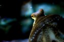 GettyImages-134867643 World’s Oldest 'Octopus' Fossil Isn’t an Octopus After All