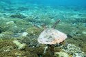 GettyImages-138059028 Meet This Critically Endangered Hawksbill Turtle Who Swam Home