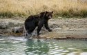 A female Grizzly bear exits Pelican Creek October 8, 2012 in the Yellowstone National Park in Wyoming.Yellowstone National Park is America's first national park. It was established in 1872. Yellowstone extends through Wyoming, Montana, and Idaho. The park's name is derived from the Yellowstone River, which runs through the park. AFP PHOTO/Karen BLEIER (Photo credit should read KAREN BLEIER/AFP/GettyImages)