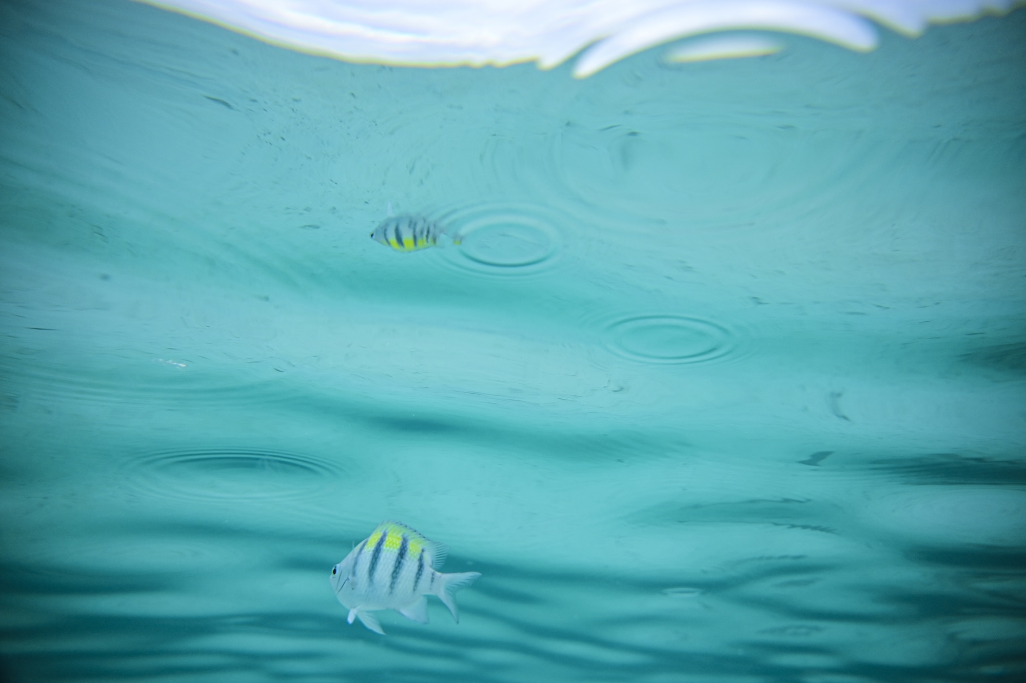 These Tiny Fish Can Climb 50-Foot Waterfalls—and Scientists Have Proof